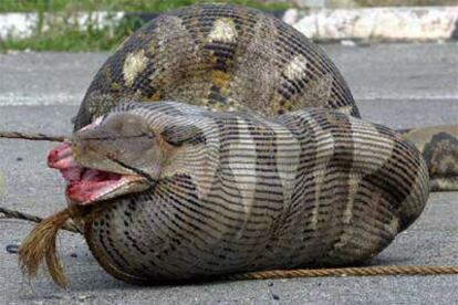 La serpiente, en medio de una carretera de Kuala Lumpur, tratando de devorar a una oveja preñada.