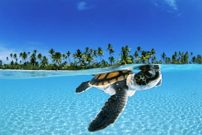 Tortuga fotografiada en las aguas de la Polinesia Francesa.
