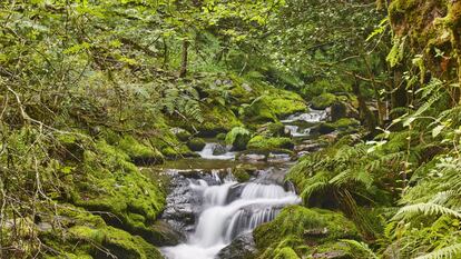 Bosque de Muniellos (Asturias), el mayor robledal de España y uno de los mejor conservados de Europa.