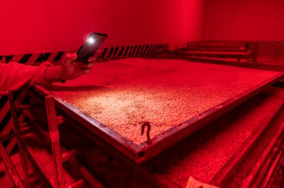 Sala de maduración de las pupas que precisan unas condiciones frescas y oscuridad (la luz ultravioleta no les afecta).