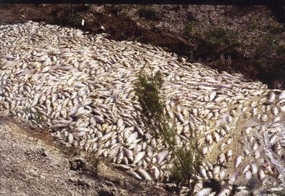 Un canal lleno de peces muertos tras el vertido de Aznalcóllar, en 1998,