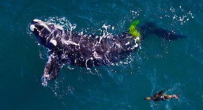 Una ballena austral y sus heces.
