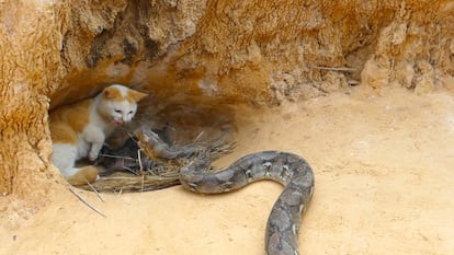 Imagen del supuesto rescate de un gato atacado por una serpiente en una imagen facilitada por la ONG World Animal Protection.