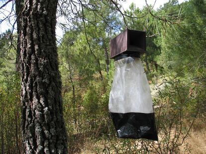 Una trampa de feromonas para la procesionaria en un pino de un parque forestal madrileño.