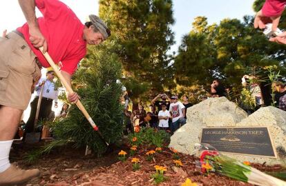 Un voluntario planta el nuevo pino de Harrison, el miércoles en Los Ángeles.