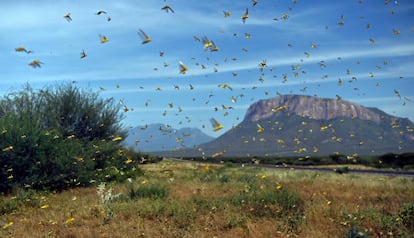 Aspecto de los campos de la región Samburu, a unos 300 kilómetros de Nairobi, la capital de Kenia.