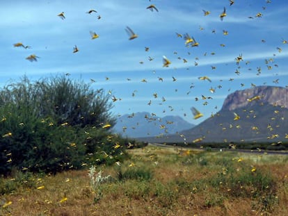 Aspecto de los campos de la región Samburu, a unos 300 kilómetros de Nairobi, la capital de Kenia.