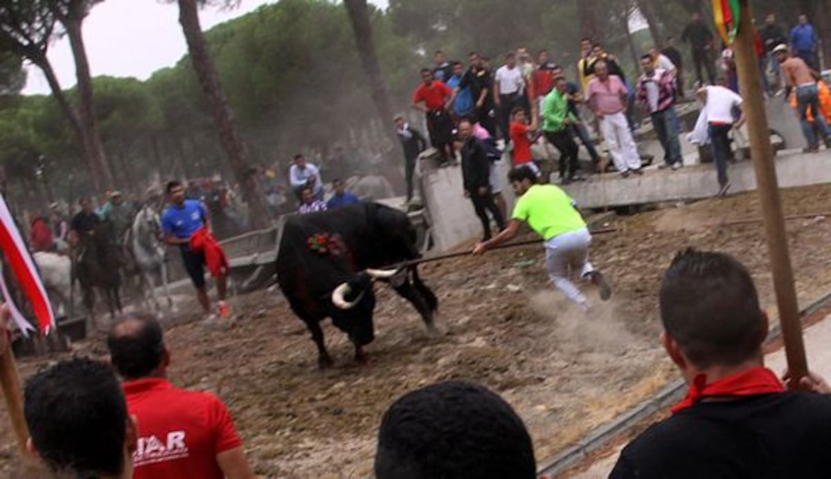 Bullfighting: Why the Toro de la Vega and bullfighting are worlds apart ...