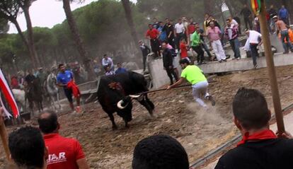 This year’s Toro de la Vega bull is speared.