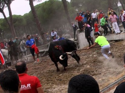 This year’s Toro de la Vega bull is speared.