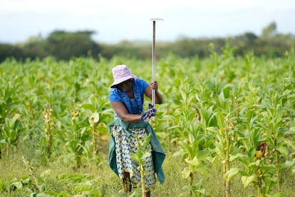 Una mujer trabaja en el campo, en Zimbabue.