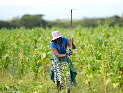 Una mujer trabaja en el campo, en Zimbabue.