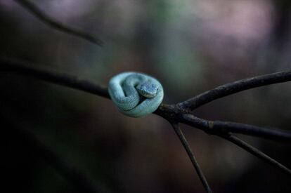 Una serpiente denominada ‘Loro machaco’ (Bothrops bilineatus) descansa sobre un tronco que se yergue sobre un humedal amazónico.