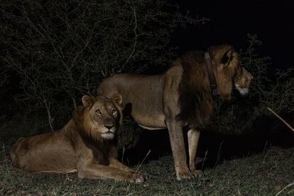 'Jacob' and 'Tibu' before hunting, in a series of photographs taken by Braczkowski's team.