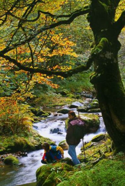 The Muniellos natural reserve in Asturias.