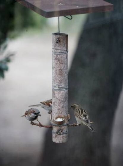 Un grupo de gorriones 'Passer domesticus', en un jardín de la urbanización La Berzosa, en la localidad madrileña de Hoyo de Manzanares.