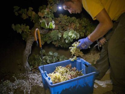 Viticultores recogiendo uva en Jerez de la Frontera por la noche.