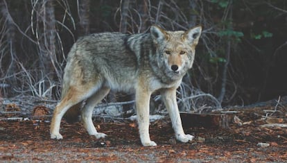 Los coyotes son algunos de los animales que han adoptado la monogamia por sus beneficios