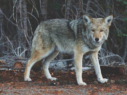 Los coyotes son algunos de los animales que han adoptado la monogamia por sus beneficios