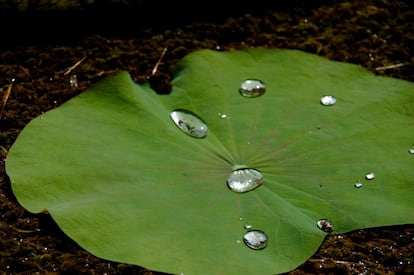 En la flor de loto el agua no cala. Este vegetal, protagonista de impresionantes imágenes en las que se aprecian sus propiedades hidrófugas, ha servido de inspiración para fabricar revestimientos y superficies que aúnan impermeabilidad y cualidades antibacterianas. En la actualidad, además, se están empezando a utilizar materiales inspirados en la flor de loto para recubrir las fachadas de algunos inmuebles y anular los efectos de la humedad y las precipitaciones.