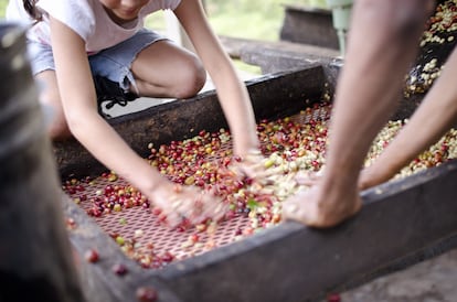 Producción de café en Nicaragua. Oxfam Intermón tiene proyectos de cooperación en el país desde hacía 40 años.