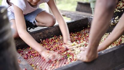 Producción de café en Nicaragua. Oxfam Intermón tiene proyectos de cooperación en el país desde hacía 40 años.