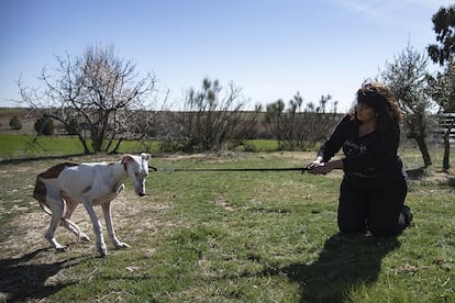 ARE y SOS Rescue destacan que una de las secuelas más comunes y más difíciles de tratar en los perros son los signos del maltrato psicológico: sobre todo la desconfianza y el miedo intenso al ser humano. Una gran mayoría de galgos presentan problemas de socialización respecto a otros perros o individuos debido a que han sido privados del periodo de impronta, por el cual aprenden de forma innata a identificar a sus semejantes. "Esta es una práctica habitual de cría en los galgueros para favorecer su rendimiento", explica Vicente Cervero (SOS Rescue). En la imagen, Pilar con 'Esclat', una galga con pánico a las personas, en las instalaciones de Animal Rescue España.