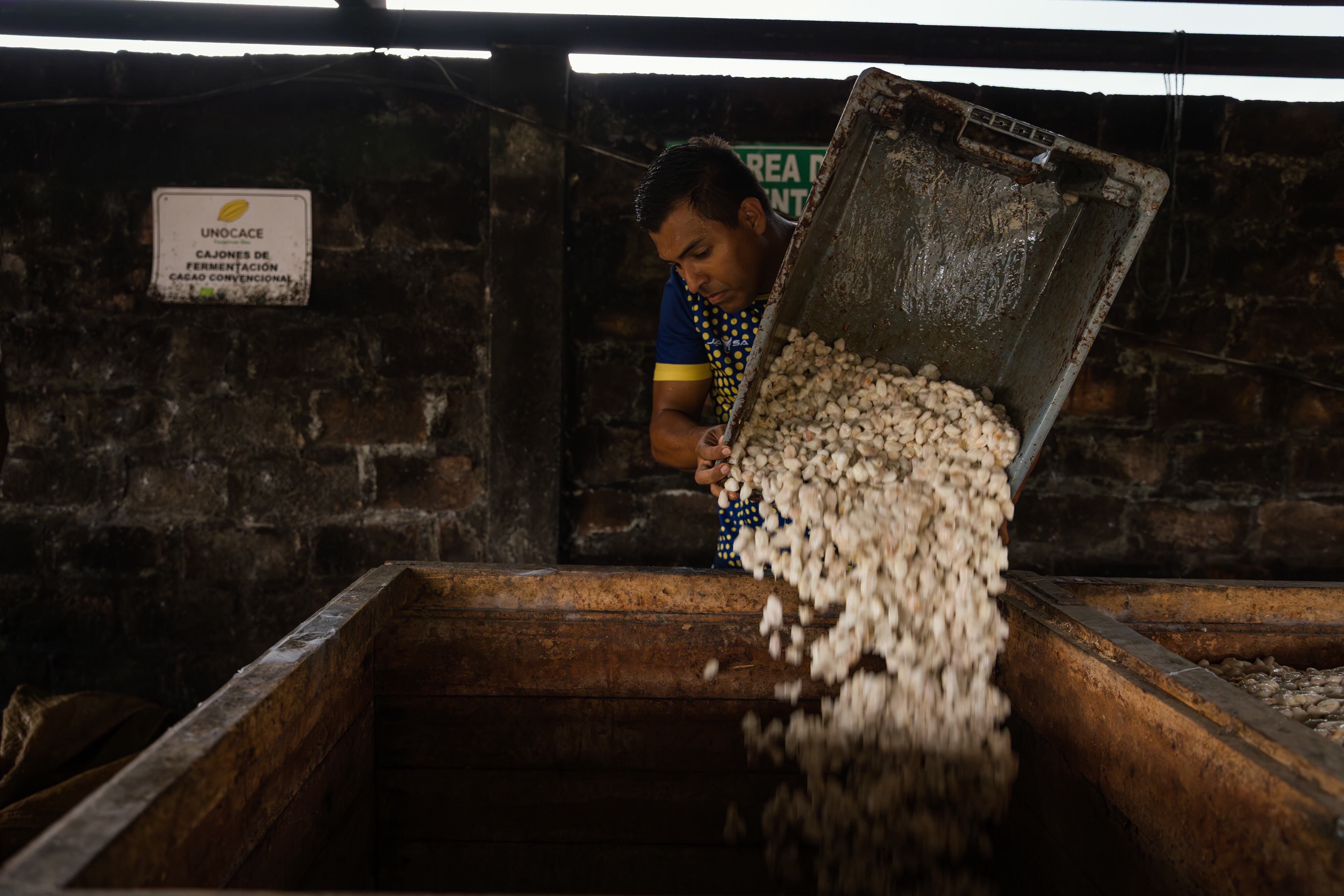 Descarga de cacao en un centro de acopio en Los Rios, Ecuador.