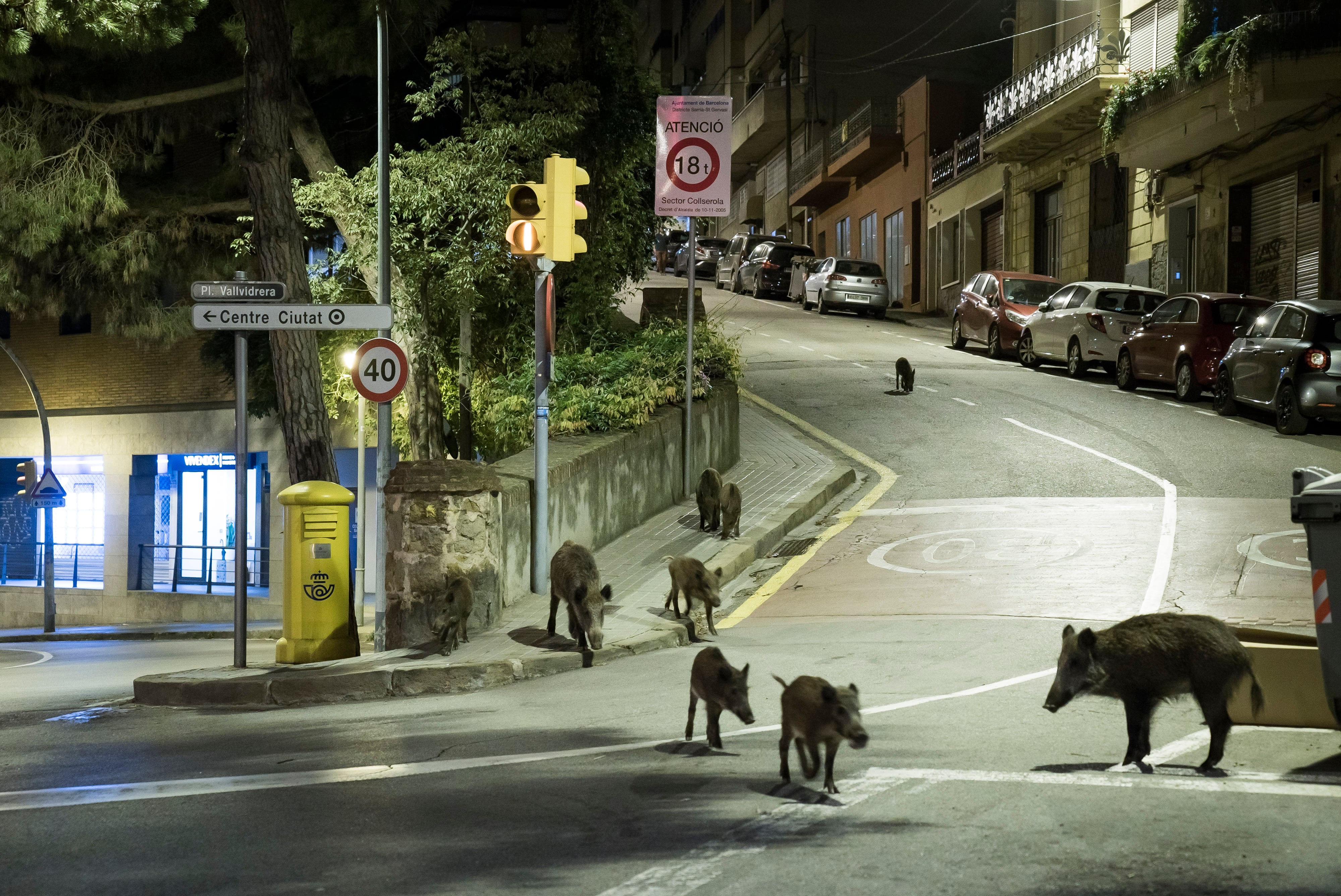 Jabalíes en el centro del barrio barcelonés de Vallvidrera.