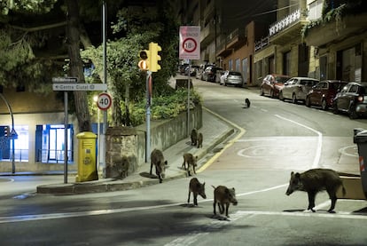 Jabalíes en el centro del barrio barcelonés de Vallvidrera.