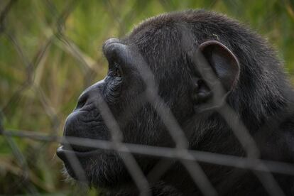 Los seres humanos compartimos con los chimpancés un antepasado común que vivió hace unos cuatro u ocho millones de años, además del 98,7 de nuestro código genético. Por eso, muchos detalles anatómicos de estos grandes simios son enormemente parecidos.