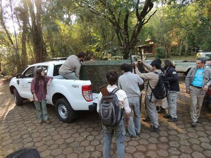 Operativo para captuar al puma en Iguazú