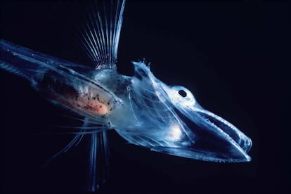 Imagen de un pez hielo en el oc&eacute;ano Ant&aacute;rtico.