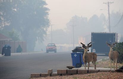 Unos ciervos pasean entre una nube de humo provocada por el incendio que está devastando el norte de Nuevo México, Estados Unidos, en la ciudad de Los Álamos hoy, miércoles 29 de junio de 2011.