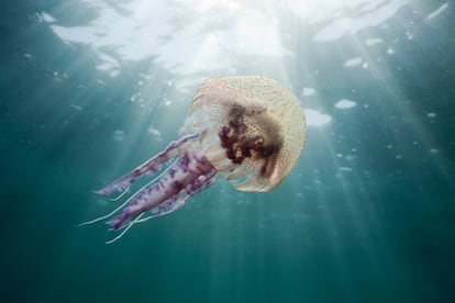 Una medusa 'pelagia noctiluca', en las aguas del Cap de Creus, en la Costa Brava.