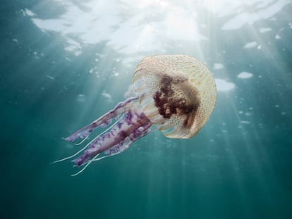 Una medusa 'pelagia noctiluca', en las aguas del Cap de Creus, en la Costa Brava.