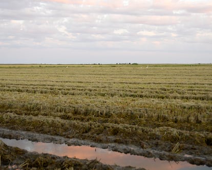 Campos de arroz de la Illa de Buda.