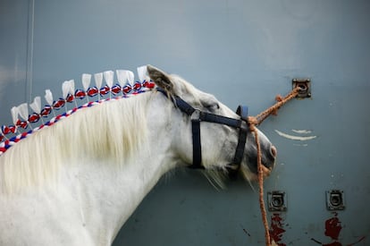 Un caballo espera atado antes de competir en el espectáculo agrícola Ryedale Country, en Kirbymoorside (Reino Unido).