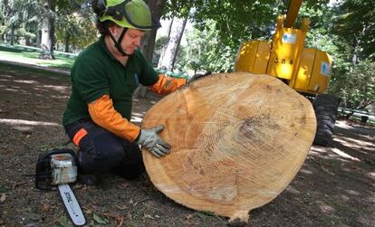 Un miembro del equipo de poda de El Retiro inspecciona un pino.