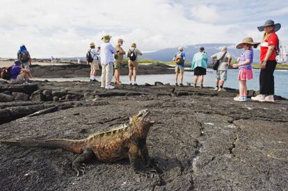 Situadas a 1.000 kilómetros de la costa ecuatoriana, el aislamiento de las Galápagos contribuyó a desarrollar la insólita fauna que atrae a los turistas. Y ese es el problema. Los cruceros han crecido un 150% en los últimos 15 años, aumentando la presión sobre la limitada infraestructura del archipiélago.