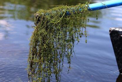 En la imagen algas acuáticas ('Charas spp.'), llamadas localmente "ovas". Son plantas que enraízan en el lecho del humedal formando praderas sumergidas.