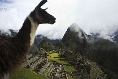 Una llama con en Machu Picchu al fondo. El popular camélido sudamericano podría ser un importante aliado para combatir el sida.