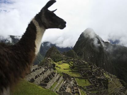 Uma lhama com em Machu Picchu ao fundo.