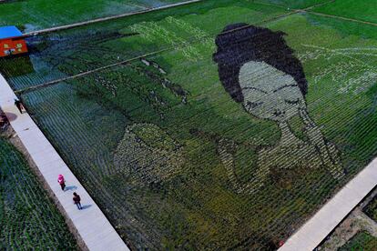 Personas pasean junto a un diseño creado usando diferentes variedades de arroz, en la provincia de Liaoning, en China.