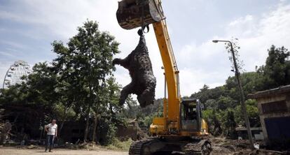 Una excavadora recoge un oso muerto que huyó del zoológico de Tbilisi (Georgia) tras las inundaciones del domingo. Un tigre mata a una persona.