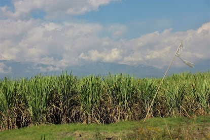 El Valle geográfico del río Cauca, en el suroeste colombiano, ha visto cómo las plantaciones de caña de azúcar se multiplicaban en los últimos 40 años hasta llegar a las 250.000 hectáreas que ocupan hoy. La caña de azúcar es un monocultivo que, tras procesarse, acaba convertida en etanol, ron o azúcar.