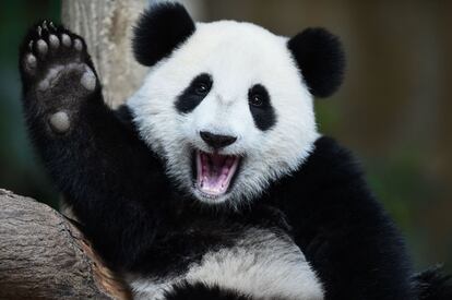 O bebê de panda gigante Nuan Nuan, com um ano de idade, reage dentro de seu recinto durante sua celebração de aniversário no Zoológico Nacional em Kuala Lumpur (Malásia), em 23 de agosto.