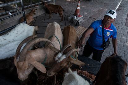 El pastor Jorge Ovidio junto a sus cabras en el centro de San Salvador.
