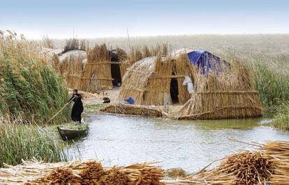 En las zonas pantanosas del sur de Irak, los ma’dans llevan desde el año 4000 antes de Cristo construyendo con juncos. Hace medio siglo eran medio millón. Hoy, 10.000.