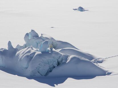Osos polares de Groenlandia